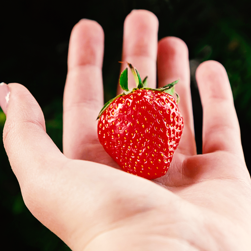 morango da terra