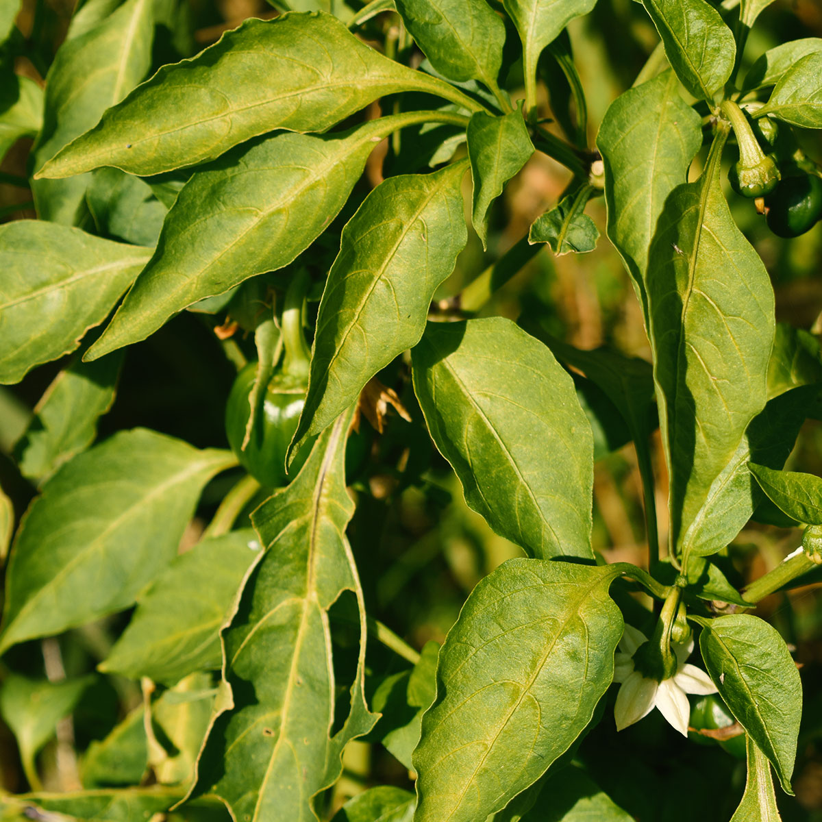 pimentos agricultura casa d'avilas